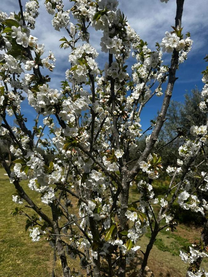Quinta Das Oliveiras Turismo Rural Fundão Eksteriør bilde
